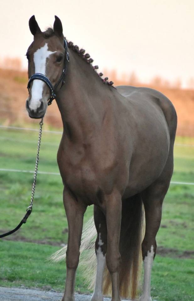 Mare Other Pony Breed For sale 2018 Chesnut
