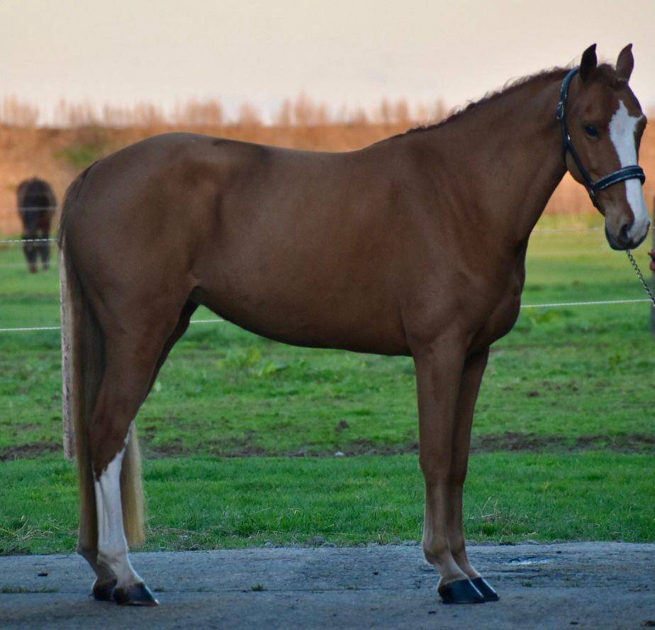 Mare Other Pony Breed For sale 2018 Chesnut