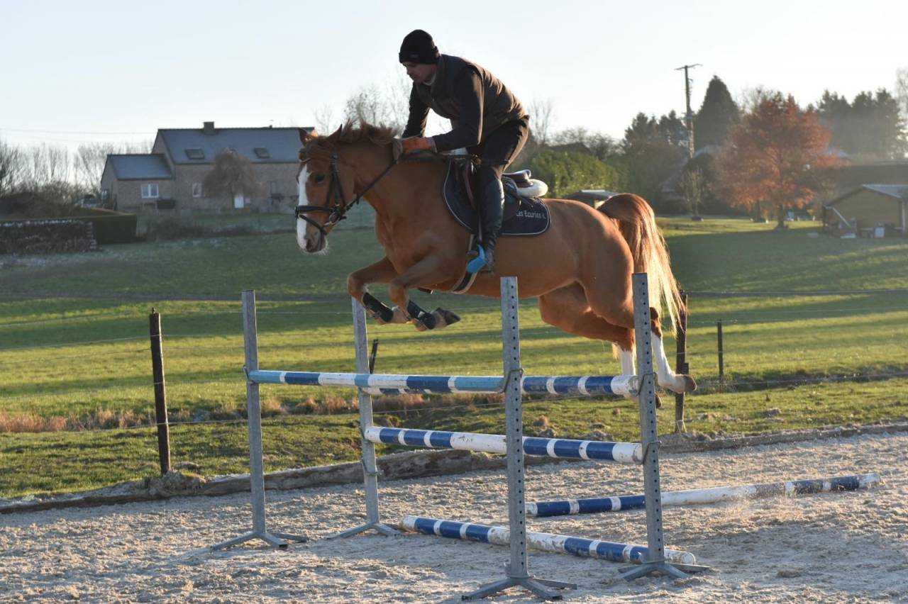 Mare Other Pony Breed For sale 2018 Chesnut