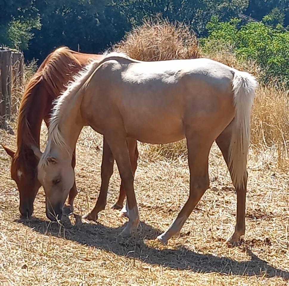 Filly Arabian Half Blood For sale 2024 Palomino