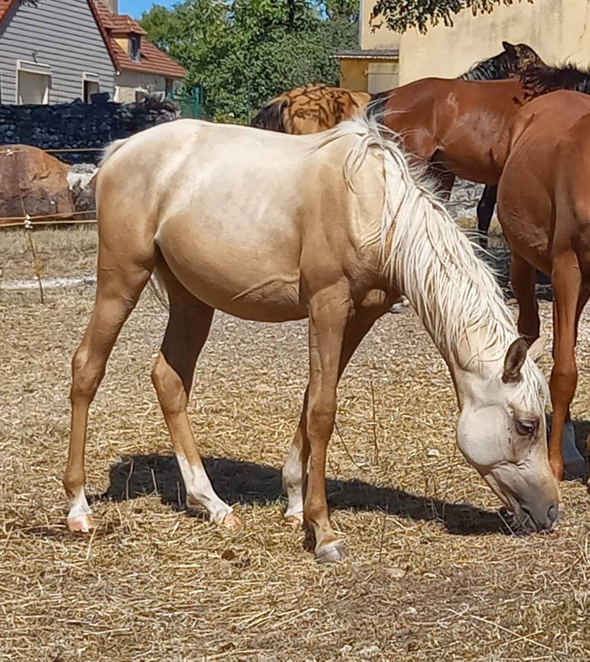 Filly Arabian Half Blood For sale 2024 Palomino