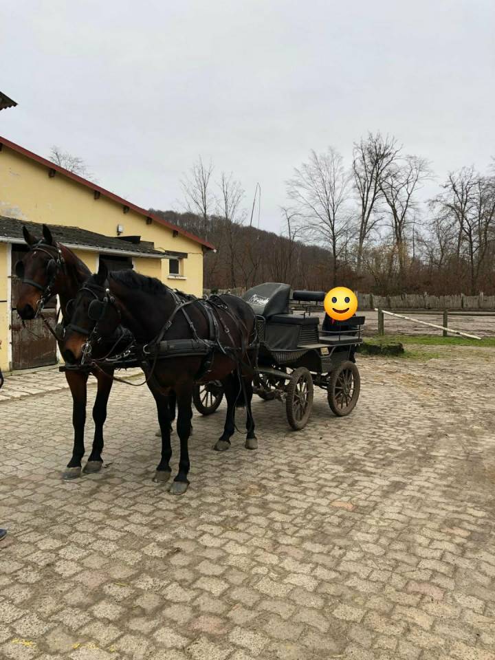 Gelding Nonius For sale 2021 Dark Bay