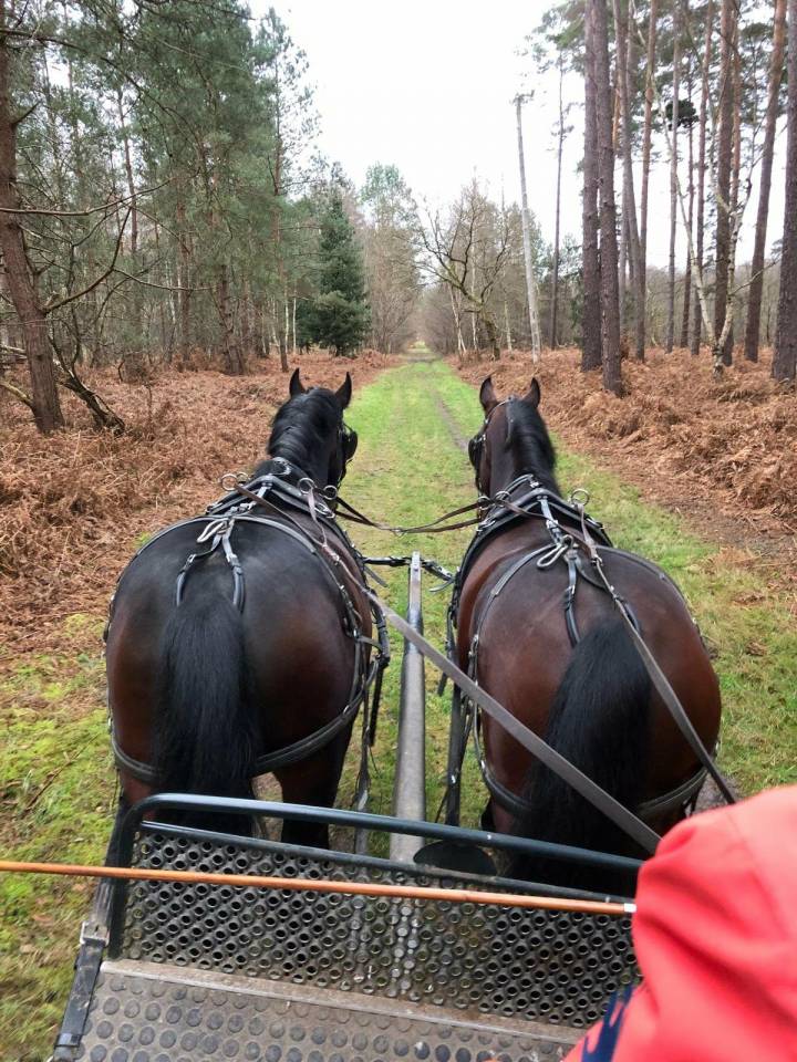 Gelding Nonius For sale 2021 Dark Bay