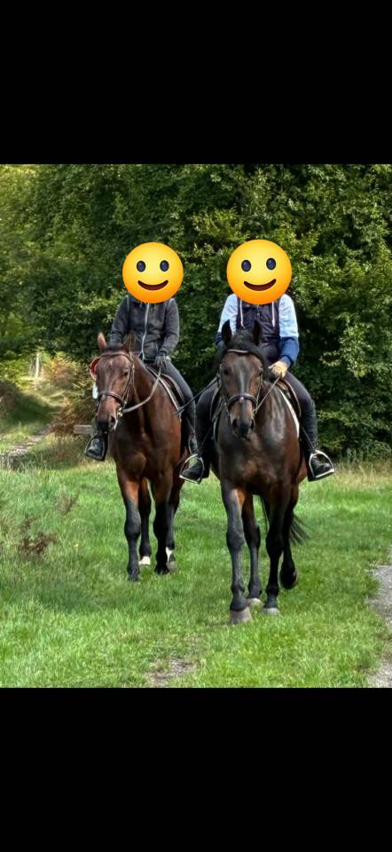 Gelding Nonius For sale 2021 Dark Bay