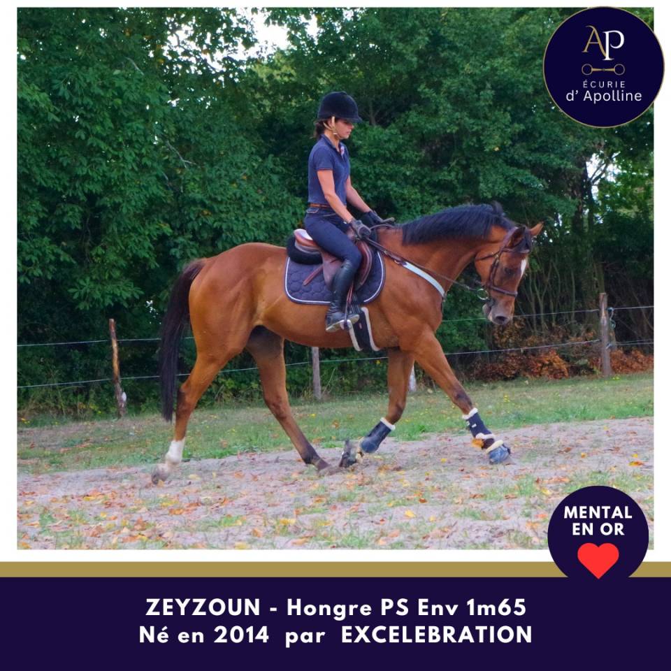 Gelding Thoroughbred For sale 2014 Bay