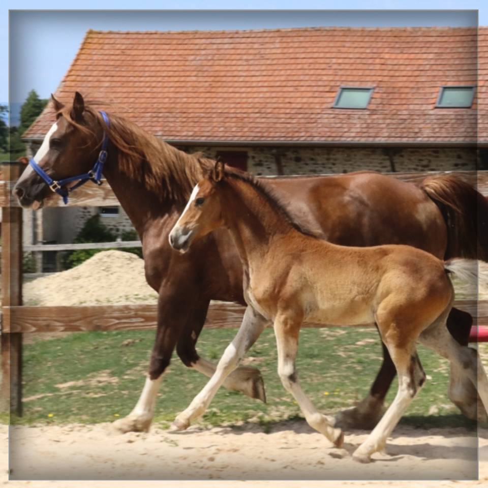 Colt Welsh Pony (Section D), Welsh Cob For sale 2025 Bay
