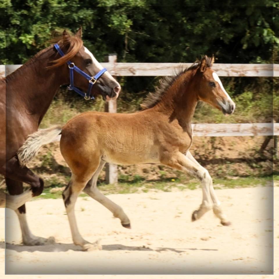 Colt Welsh Pony (Section D), Welsh Cob For sale 2025 Bay