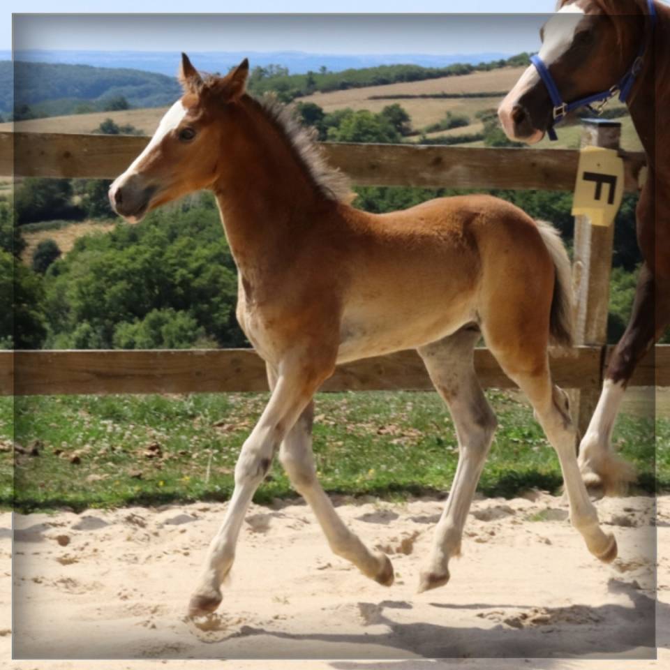 Colt Welsh Pony (Section D), Welsh Cob For sale 2025 Bay