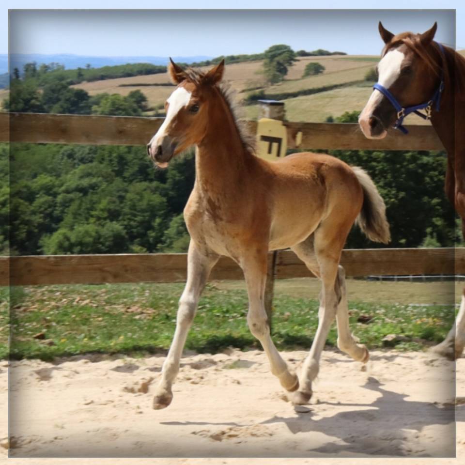 Colt Welsh Pony (Section D), Welsh Cob For sale 2025 Bay