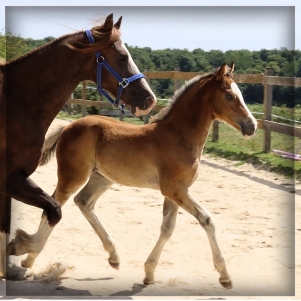 Colt Welsh Pony (Section D), Welsh Cob For sale 2025 Bay