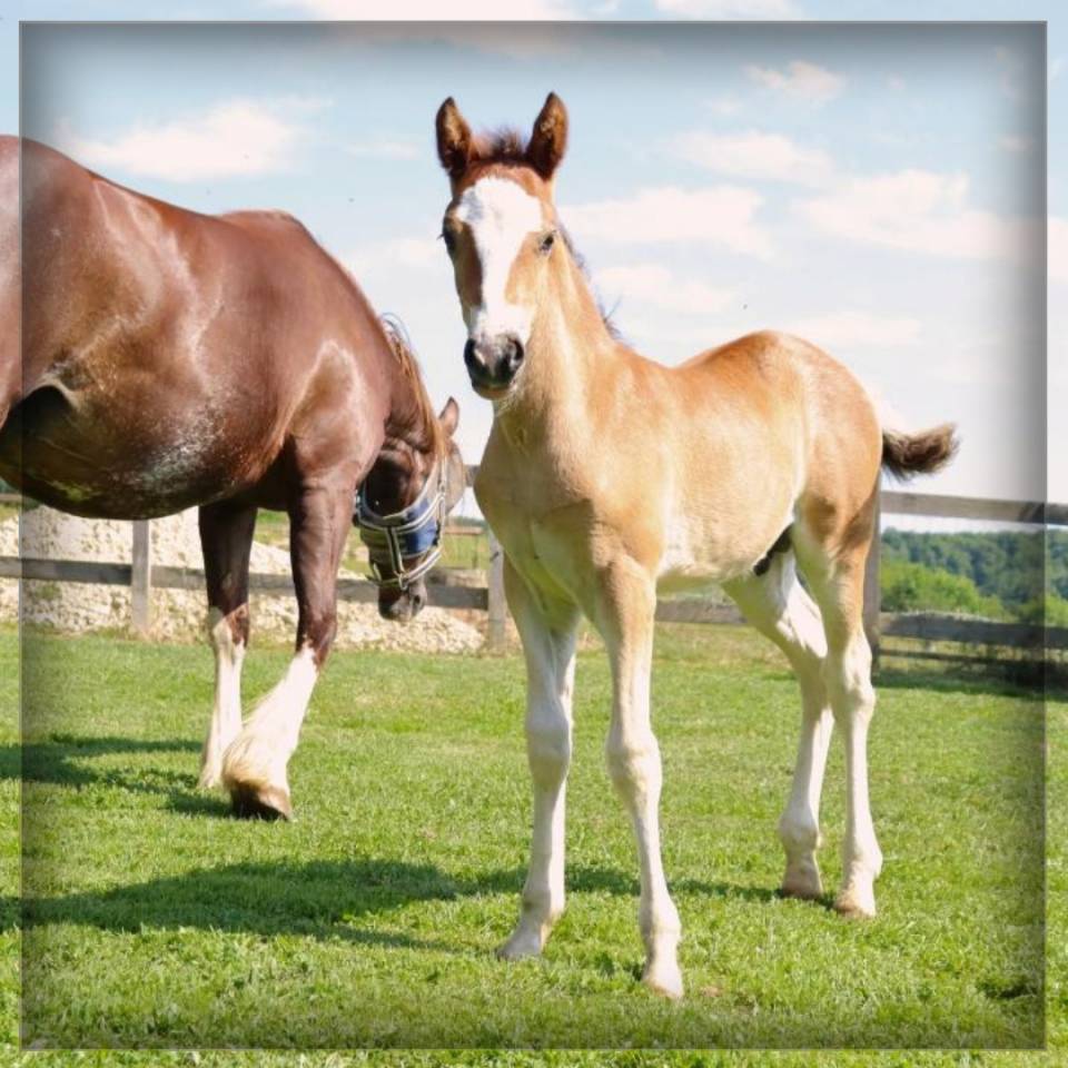 Colt Welsh Pony (Section D), Welsh Cob For sale 2025 Bay