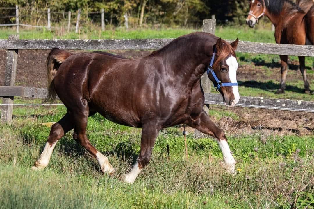 Colt Welsh Pony (Section D), Welsh Cob For sale 2025 Bay