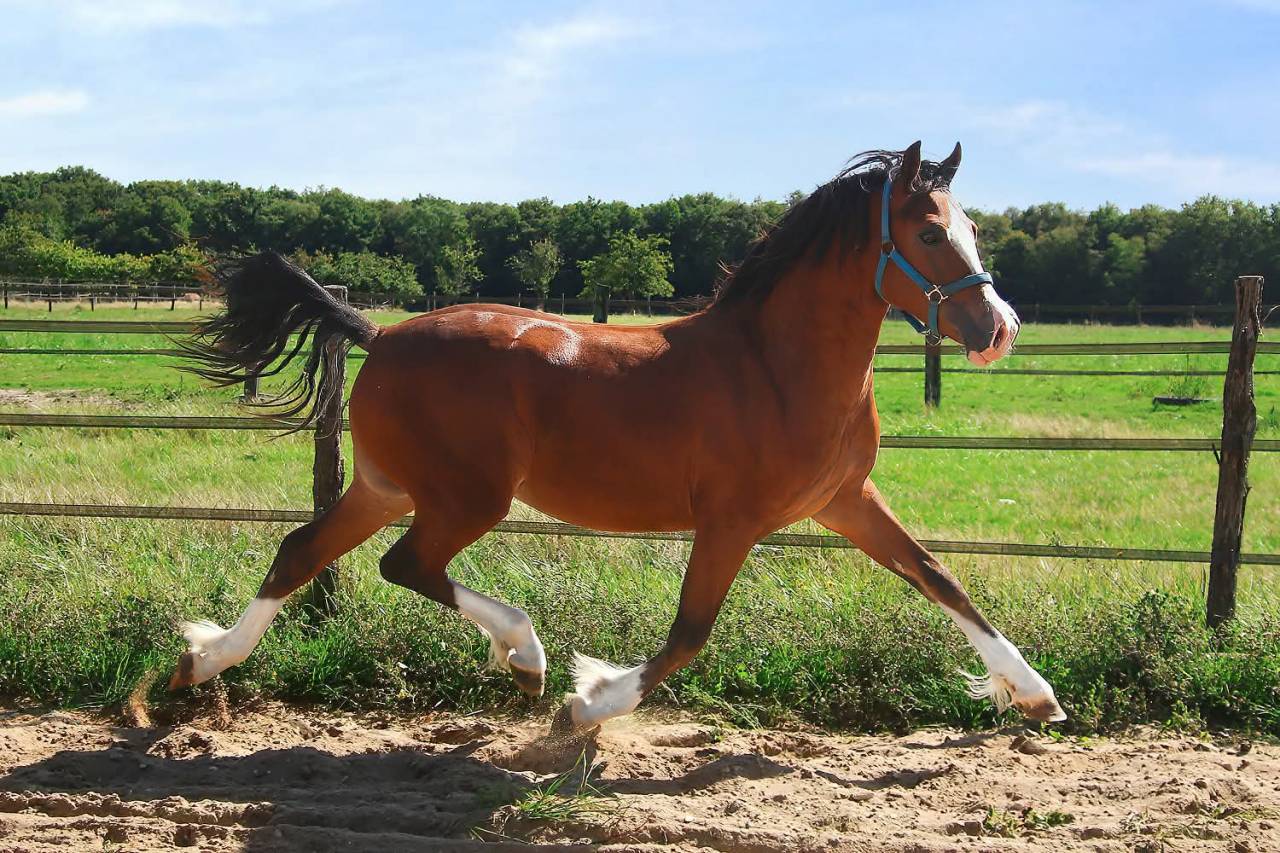 Colt Welsh Pony (Section D), Welsh Cob For sale 2025 Bay