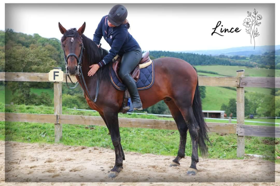 Gelding Lusitano For sale 2015 Dark Bay