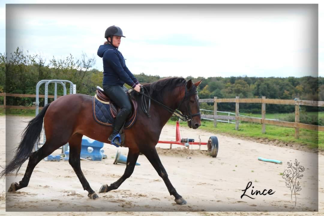 Gelding Lusitano For sale 2015 Dark Bay
