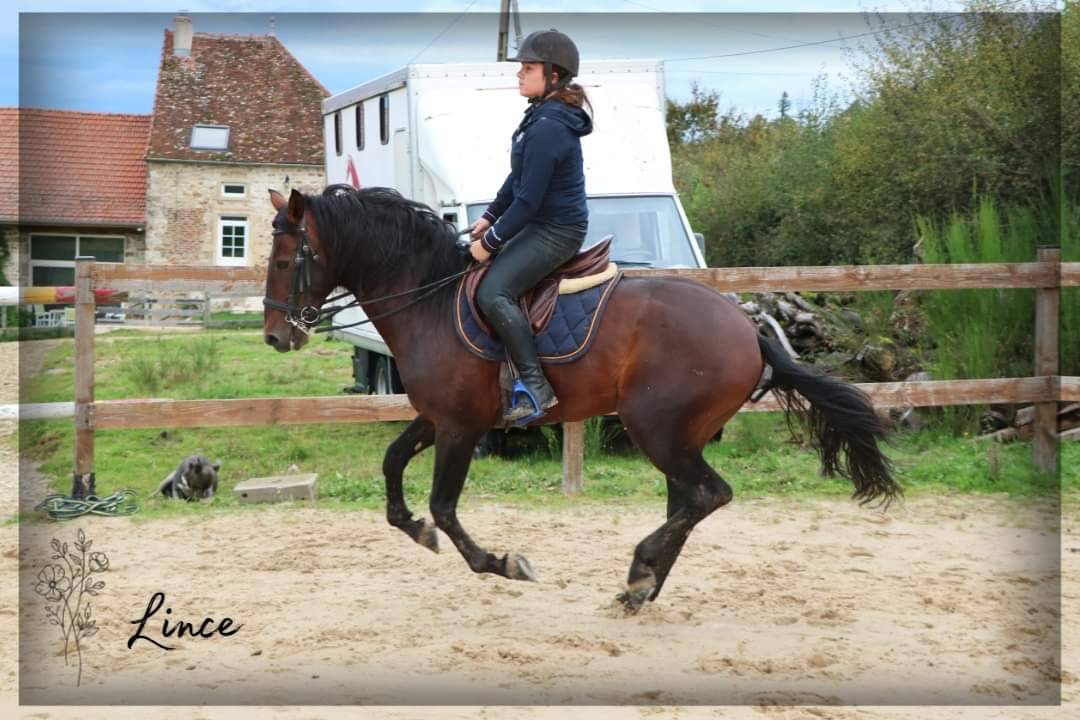 Gelding Lusitano For sale 2015 Dark Bay