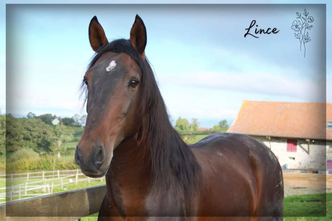 Gelding Lusitano For sale 2015 Dark Bay