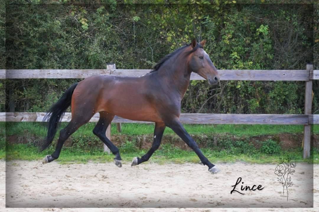 Gelding Lusitano For sale 2015 Dark Bay