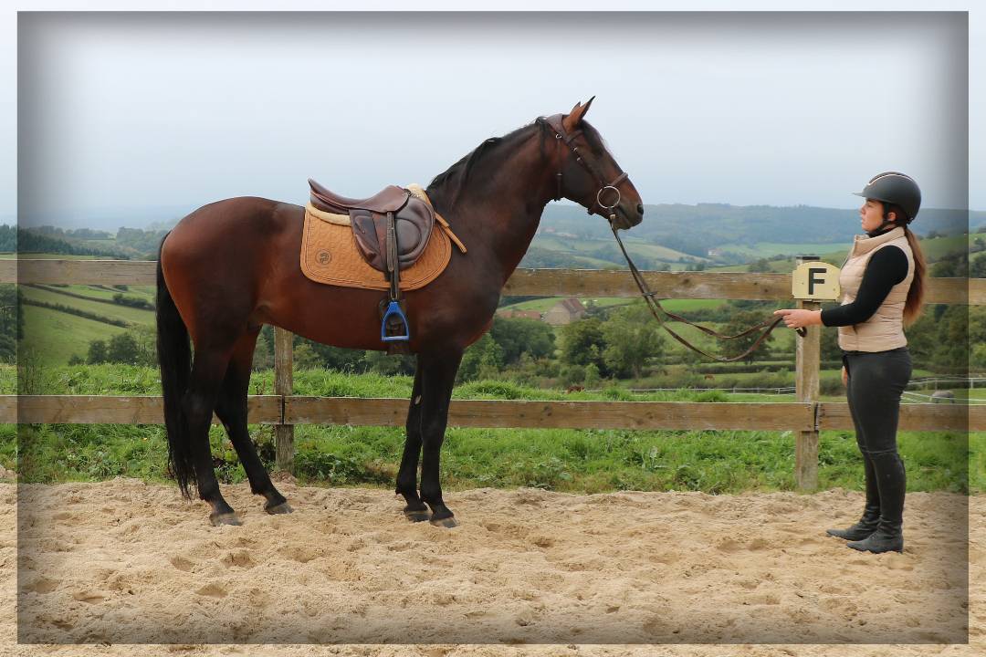 Gelding Lusitano For sale 2015 Dark Bay