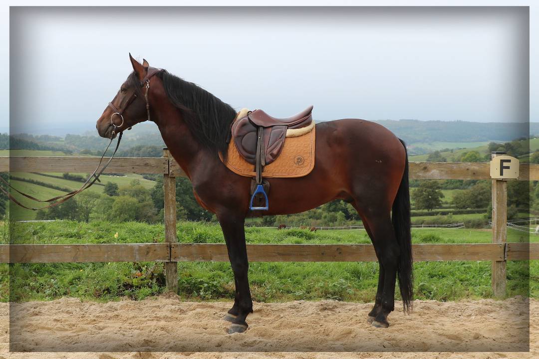 Gelding Lusitano For sale 2015 Dark Bay