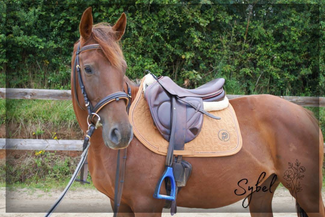 Mare English Thoroughbred For sale 2021 Chesnut