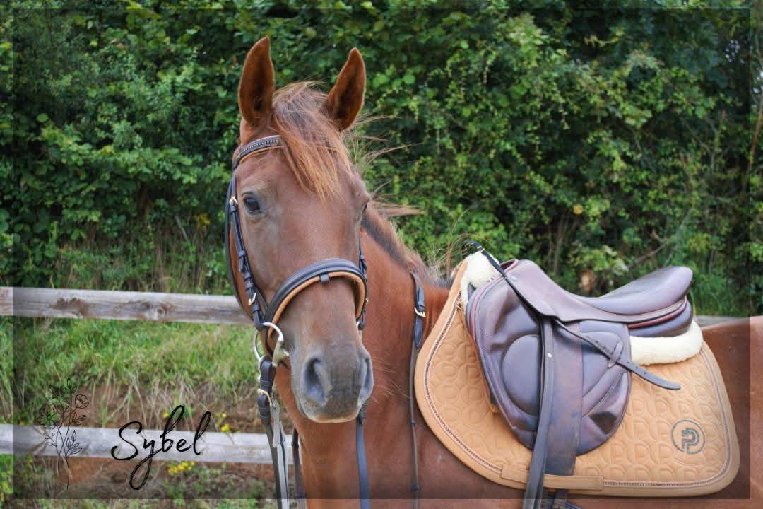 Mare English Thoroughbred For sale 2021 Chesnut