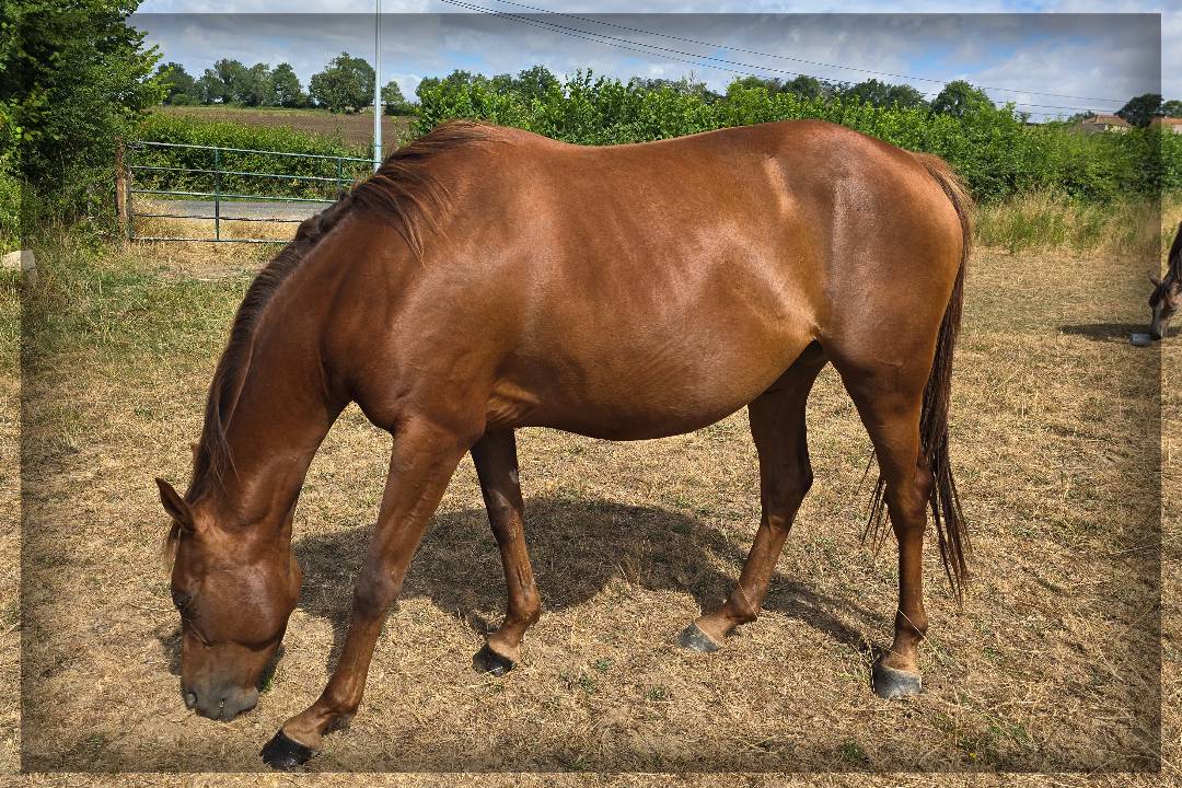 Mare English Thoroughbred For sale 2021 Chesnut
