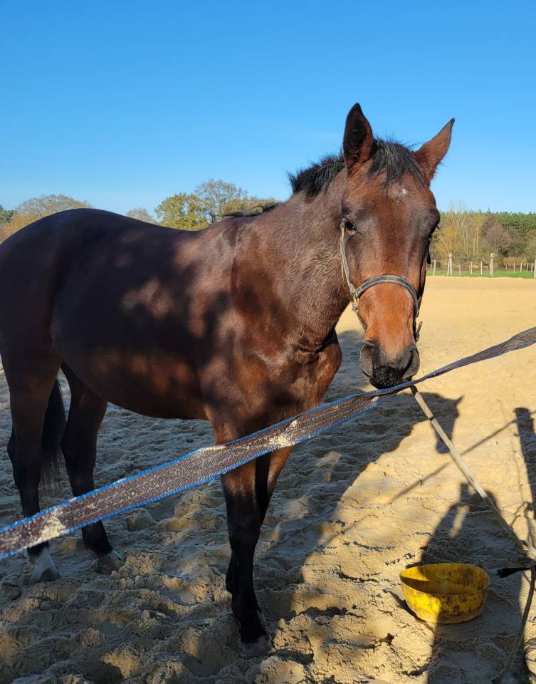 Filly Selle Fran&ccedil;ais For sale 2023 Bay