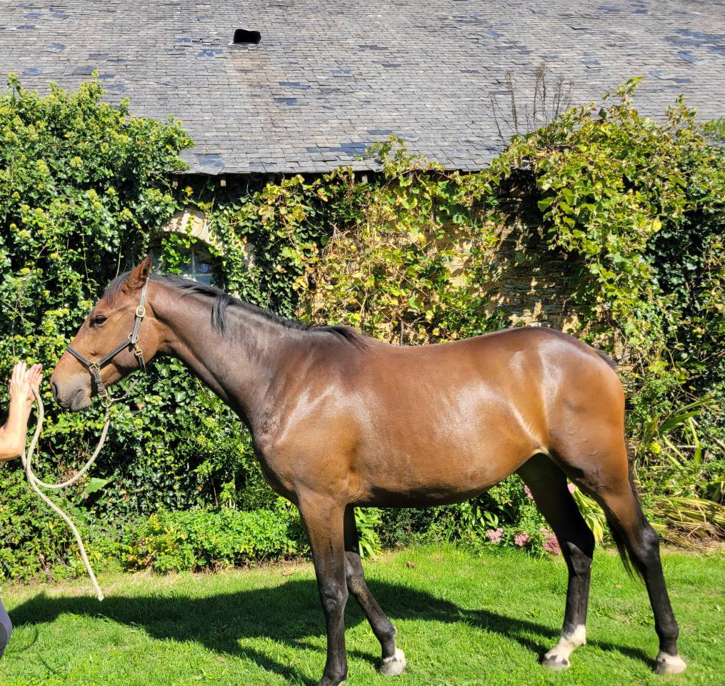 Filly Selle Fran&ccedil;ais For sale 2023 Bay