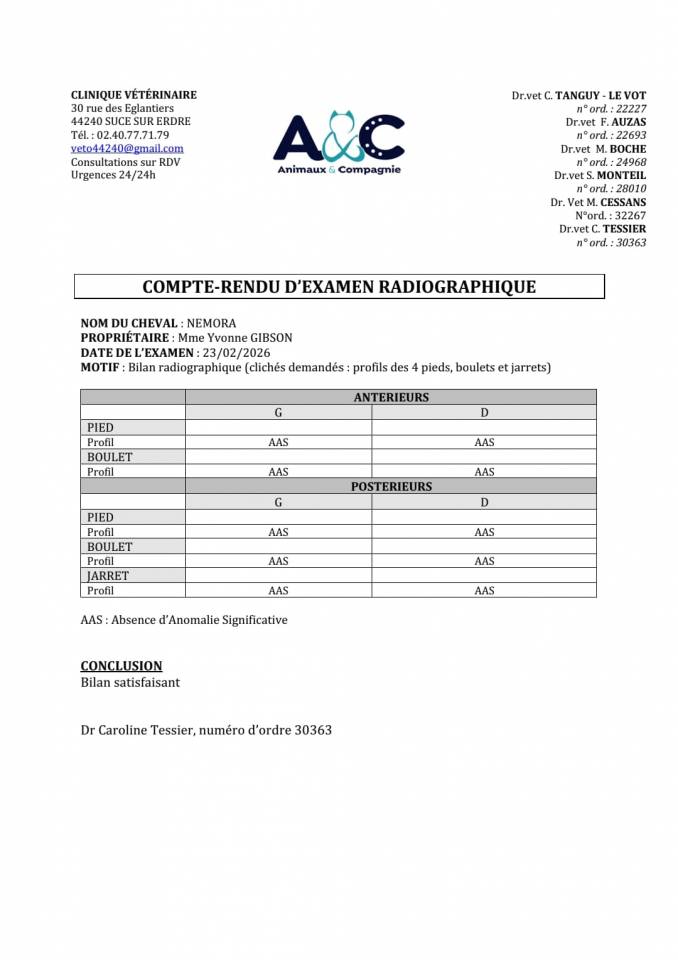Filly Selle Fran&ccedil;ais For sale 2023 Bay