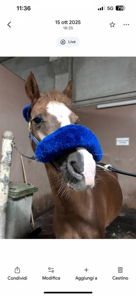 Gelding Welsh Pony (Section B) For sale 2018 Chesnut