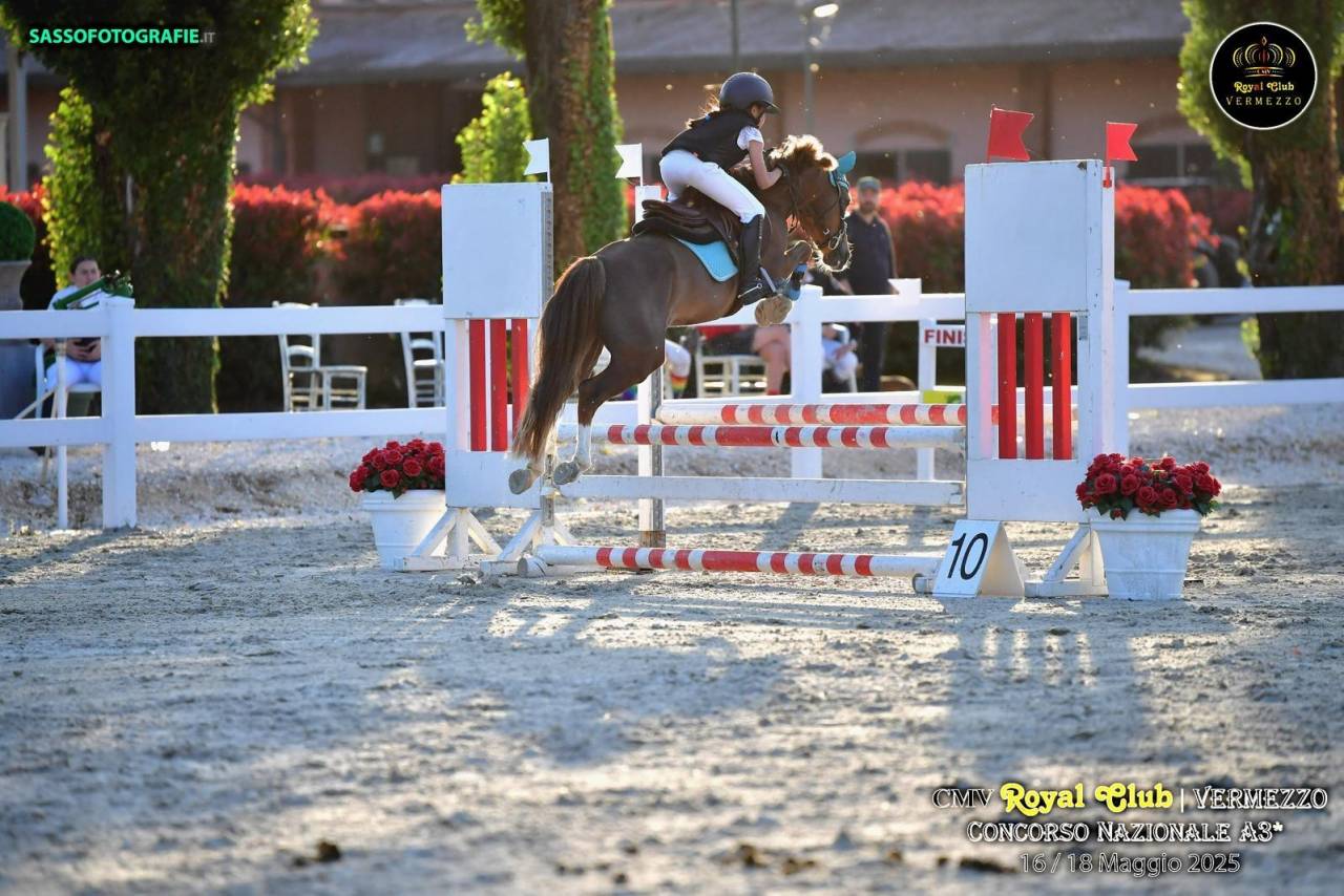 Gelding Welsh Pony (Section B) For sale 2018 Chesnut