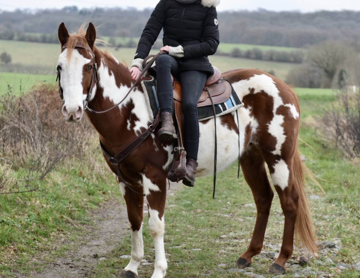 Stallion Paint For sale 2021 Overo