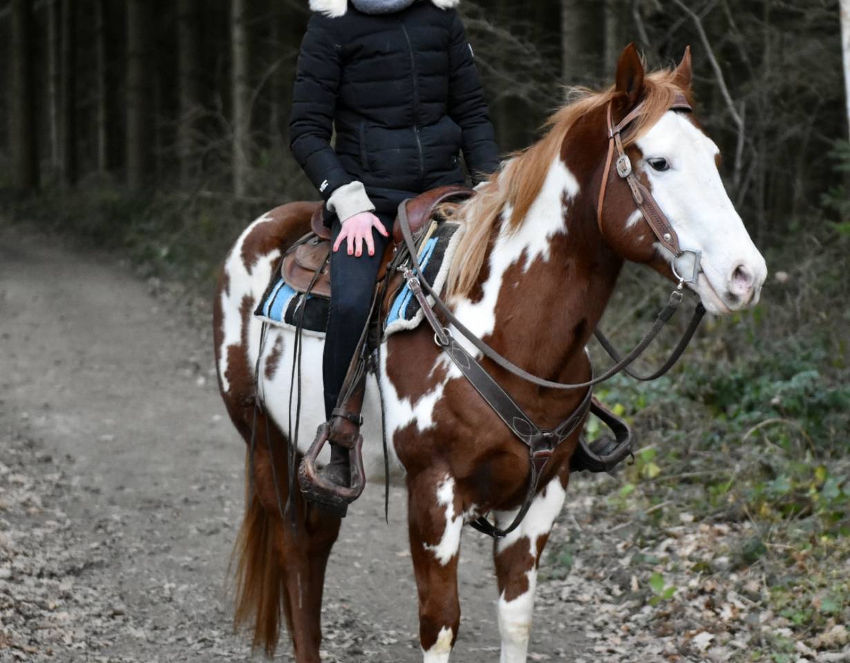 Stallion Paint For sale 2021 Overo