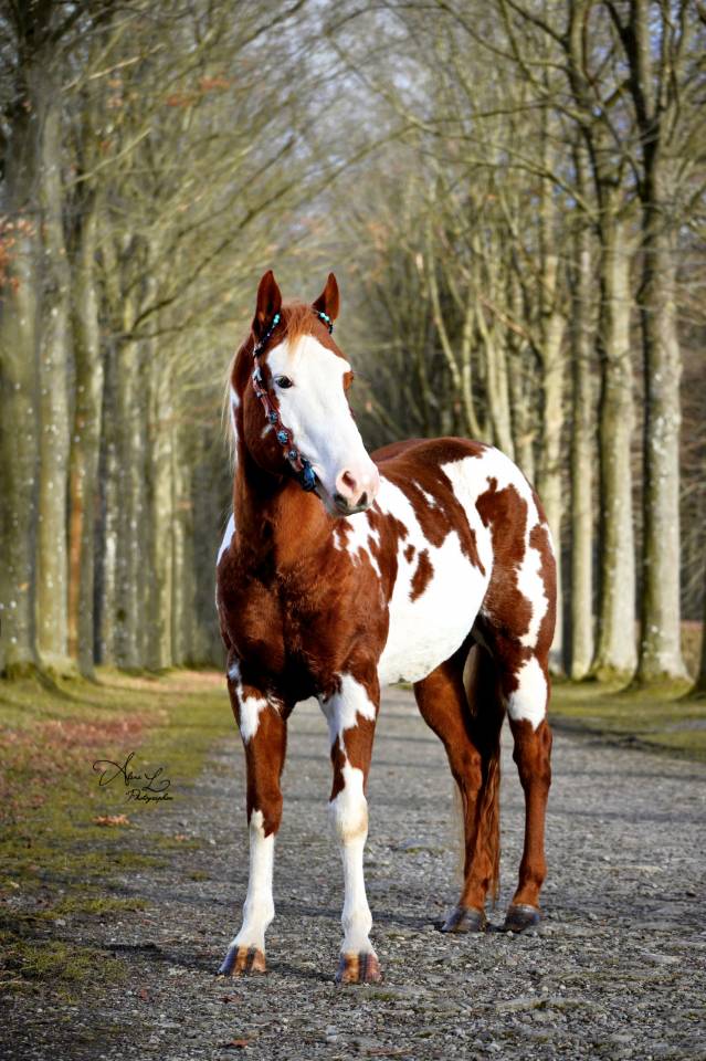 Stallion Paint For sale 2021 Overo