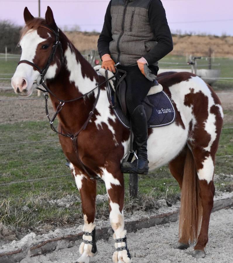 Stallion Paint For sale 2021 Overo