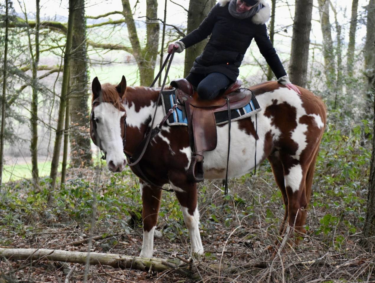 Stallion Paint For sale 2021 Overo