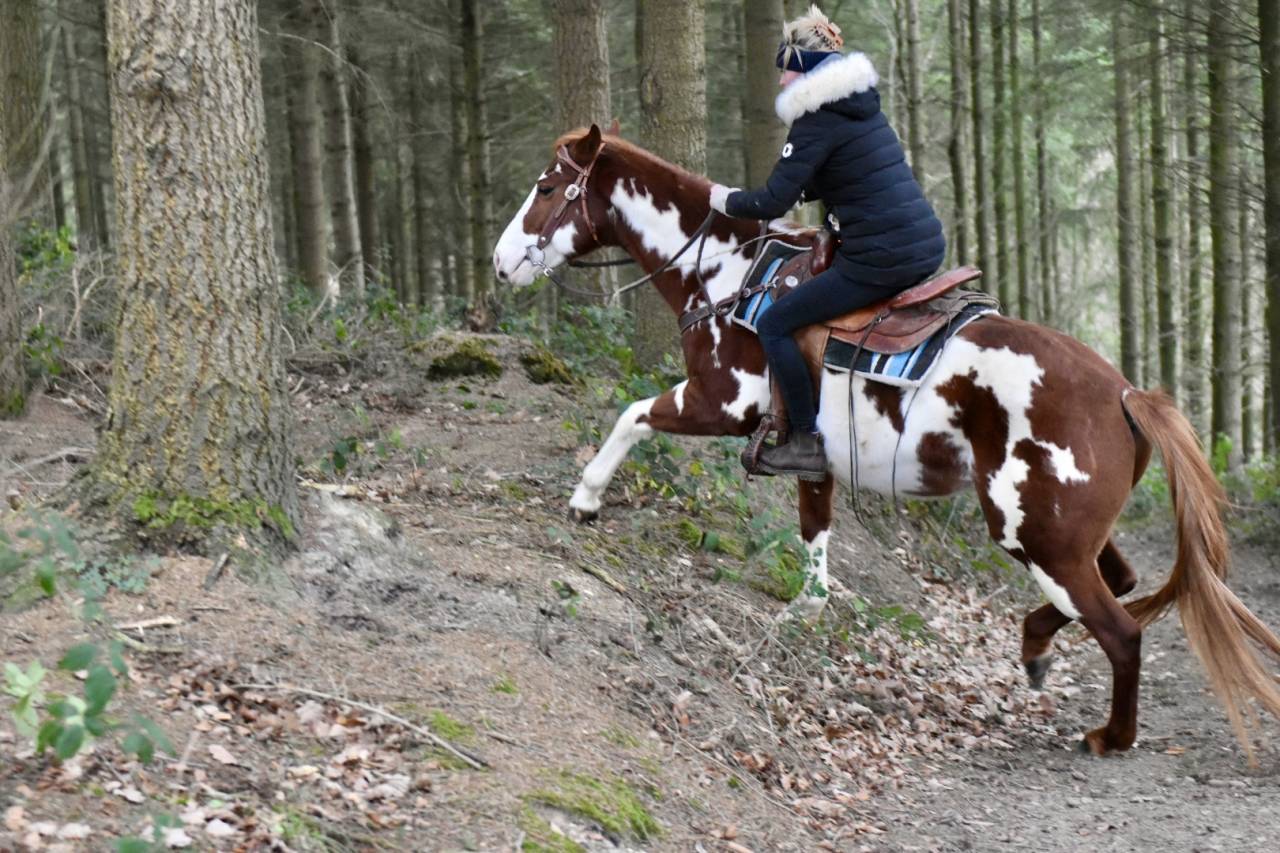 Stallion Paint For sale 2021 Overo