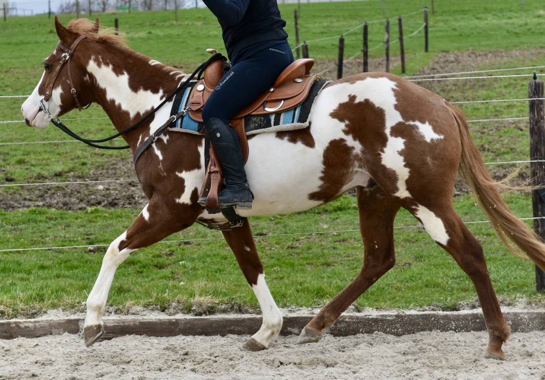 Stallion Paint For sale 2021 Overo