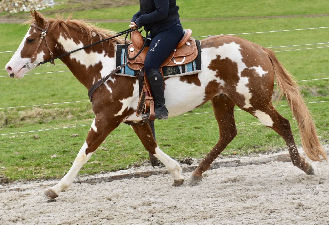 Stallion Paint For sale 2021 Overo