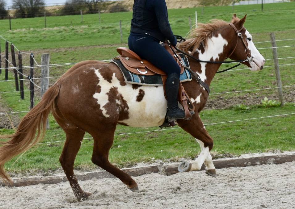 Stallion Paint For sale 2021 Overo