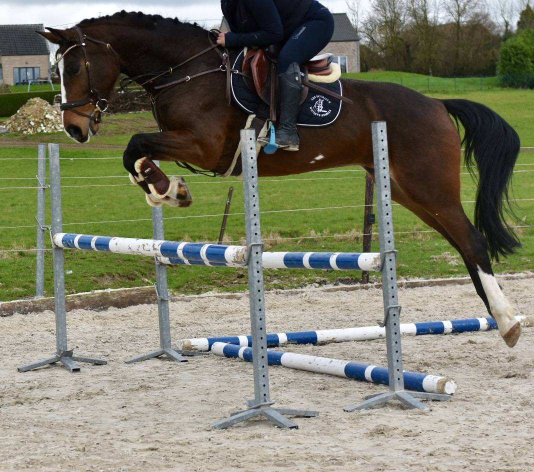 Mare BWP Belgian Warmblood For sale 2015 Bay