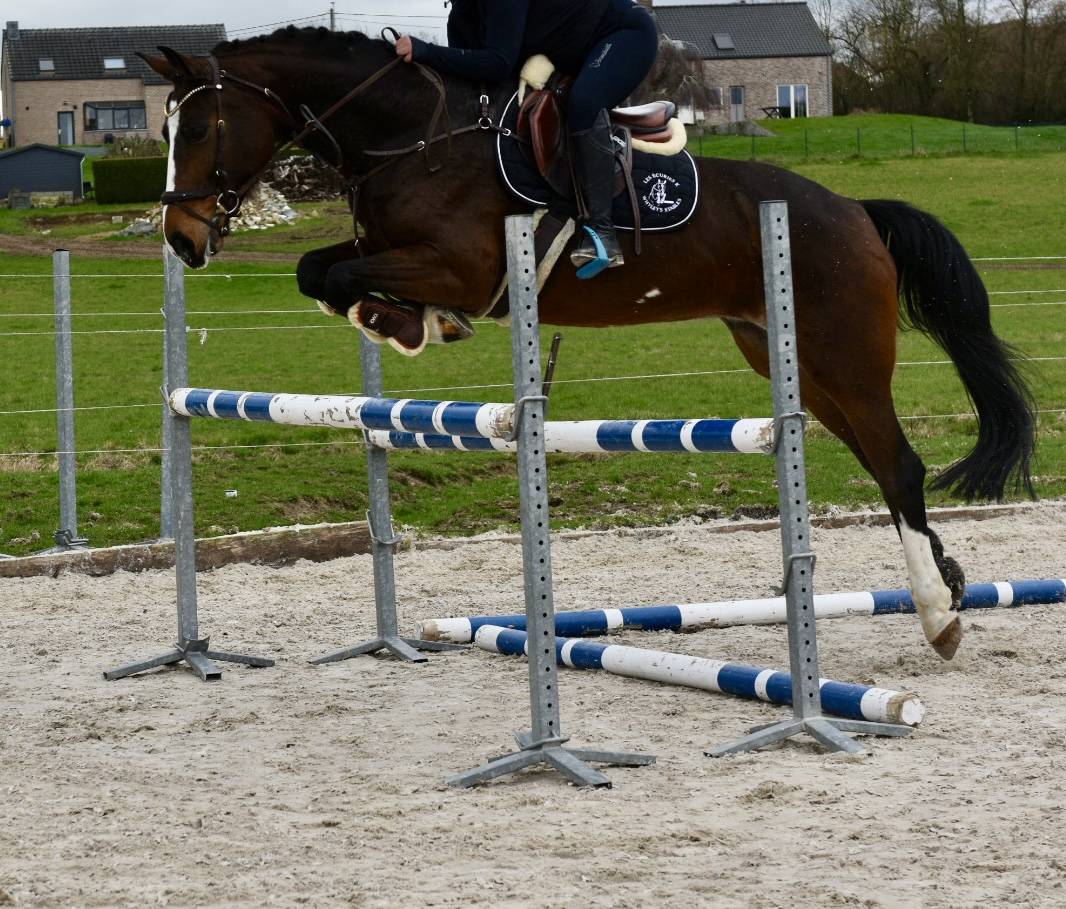 Mare BWP Belgian Warmblood For sale 2015 Bay