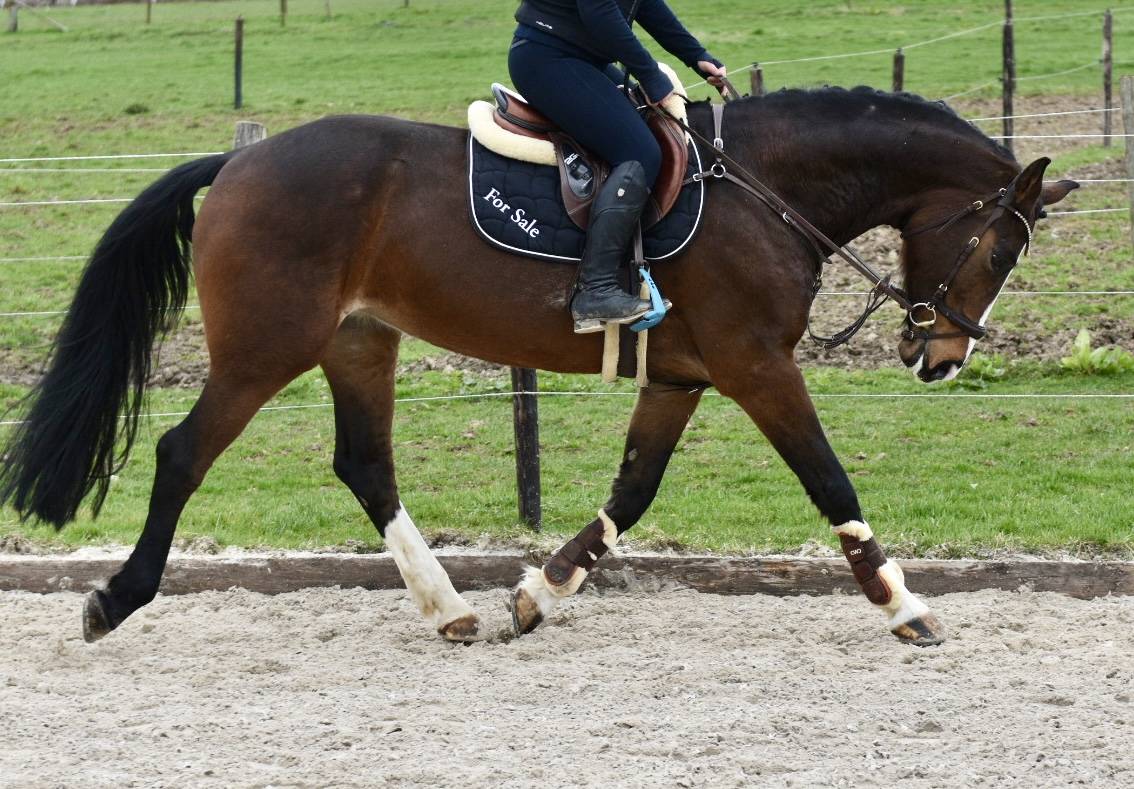 Mare BWP Belgian Warmblood For sale 2015 Bay