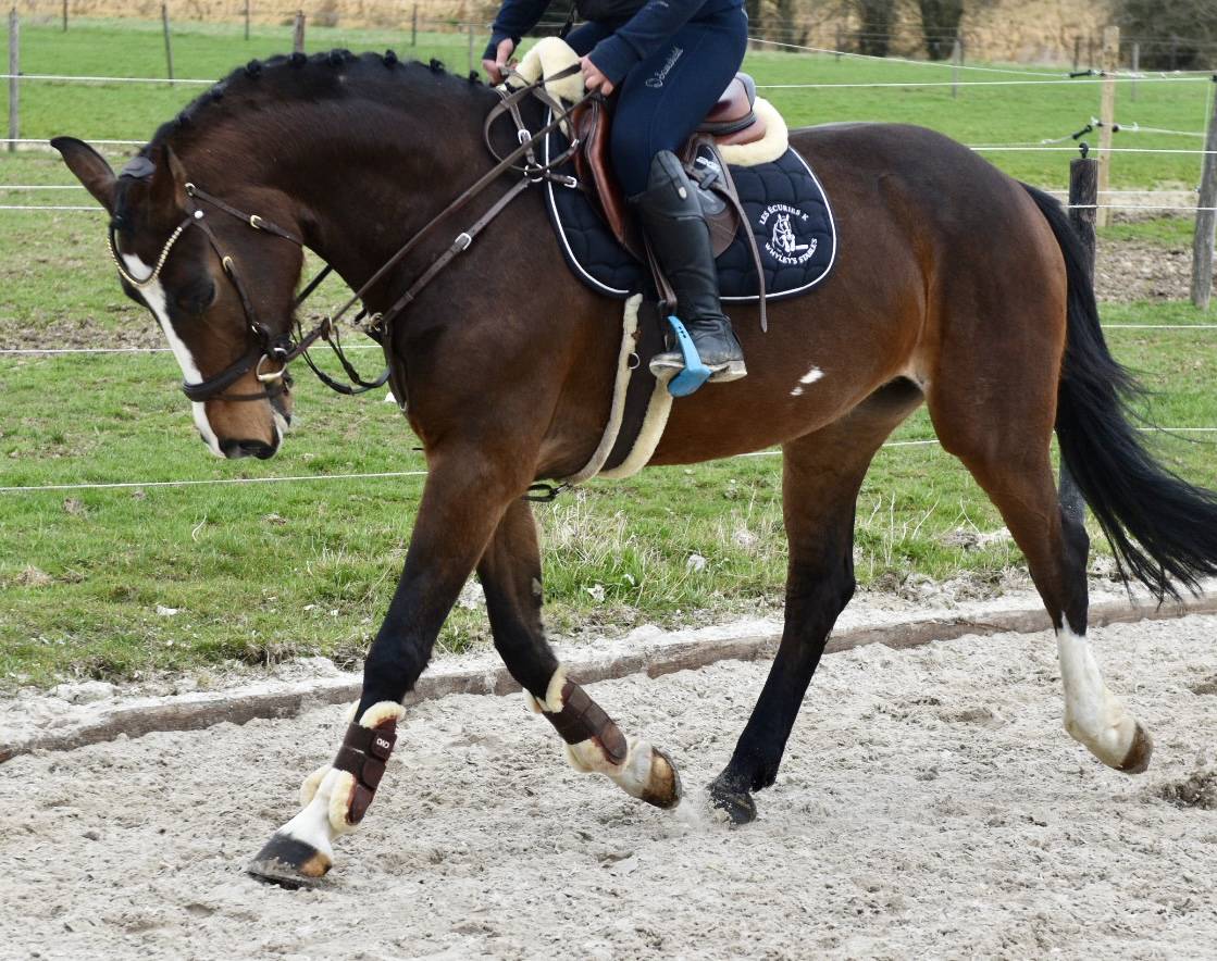 Mare BWP Belgian Warmblood For sale 2015 Bay