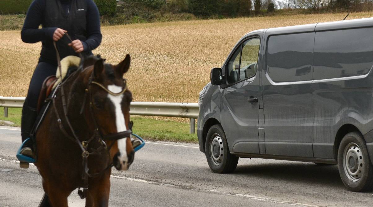 Mare BWP Belgian Warmblood For sale 2015 Bay