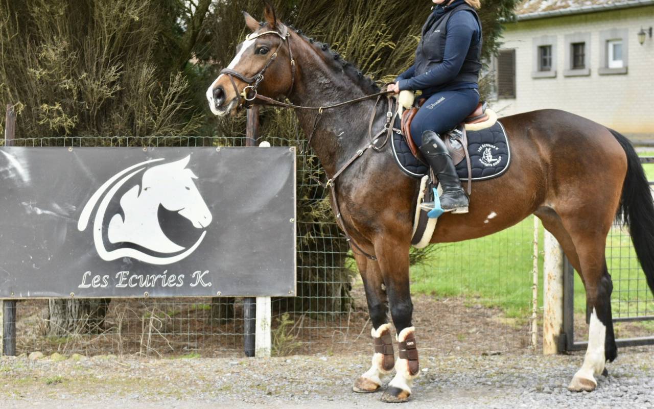 Mare BWP Belgian Warmblood For sale 2015 Bay