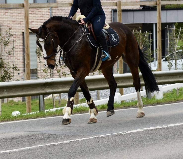 Mare BWP Belgian Warmblood For sale 2015 Bay