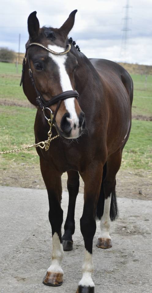 Mare BWP Belgian Warmblood For sale 2015 Bay