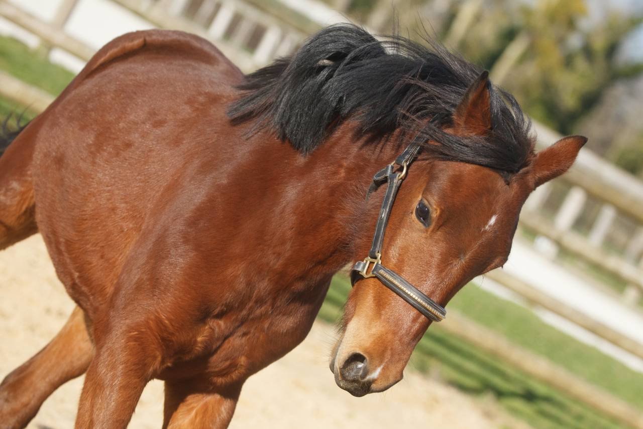 Mare New Forest For sale 2024 Bay